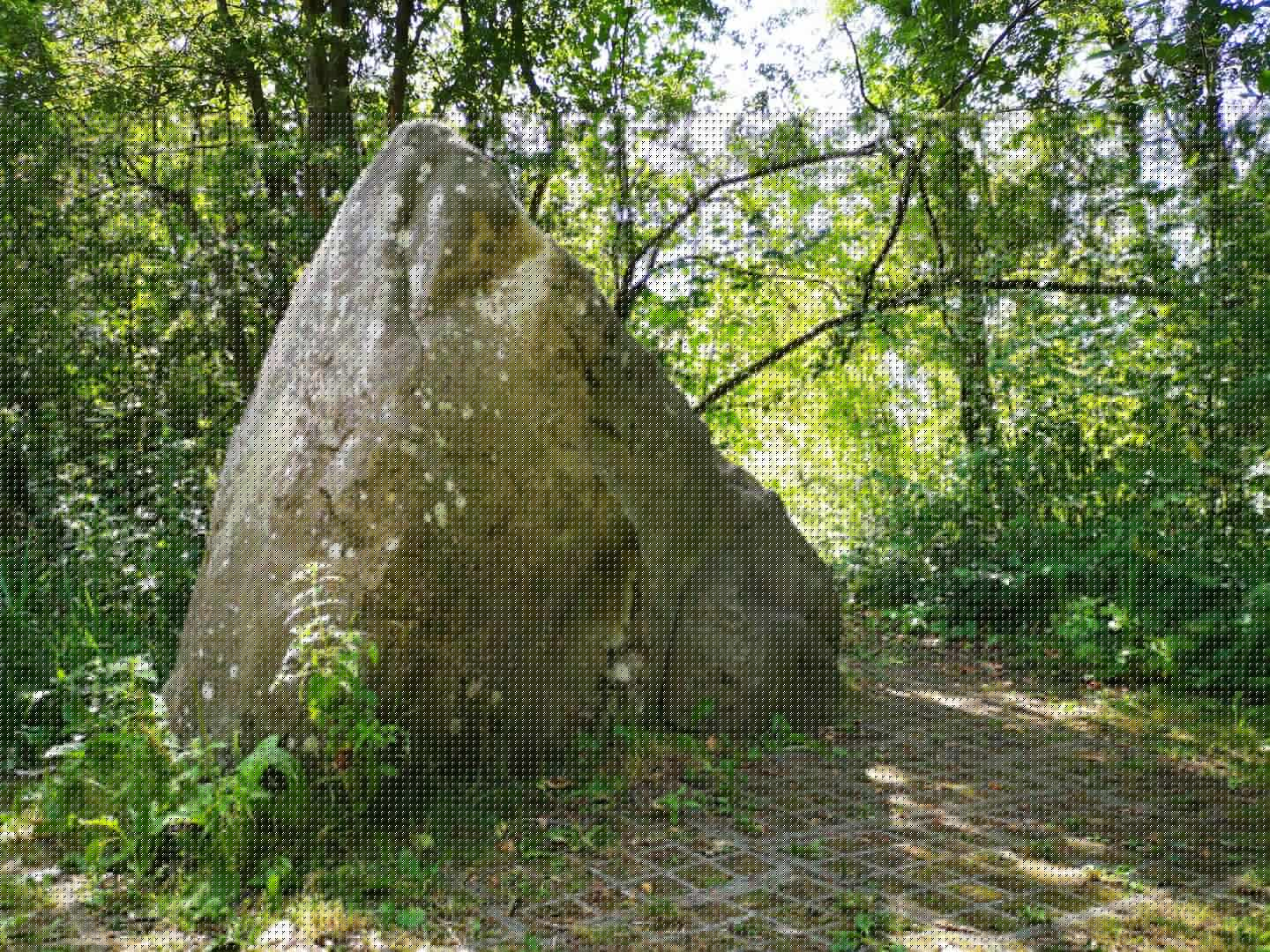 La pierre qui pousse