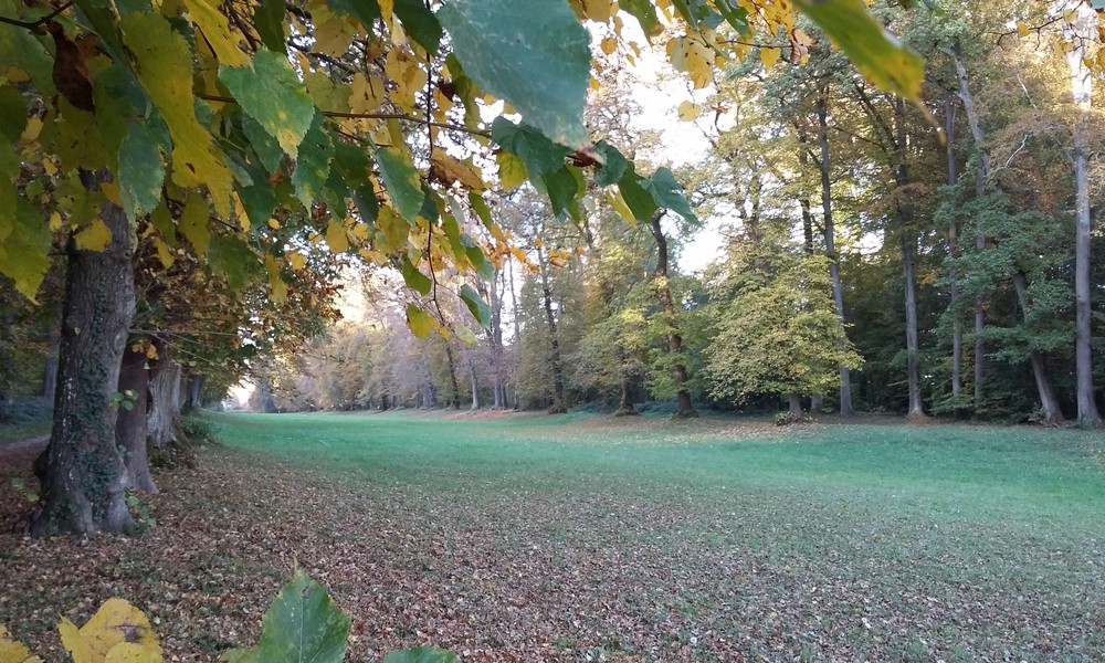 l'allée royale - forêt de Retz