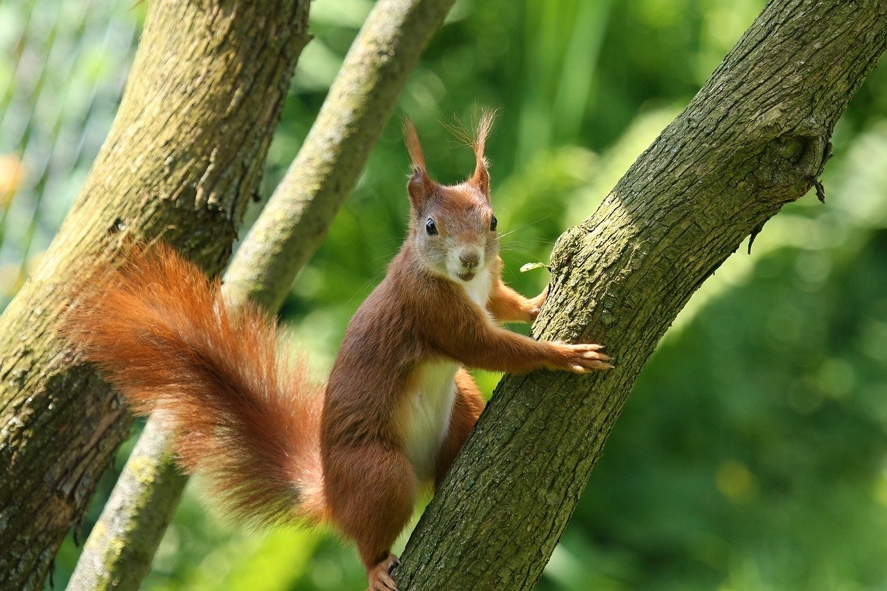nature-7997402_1280