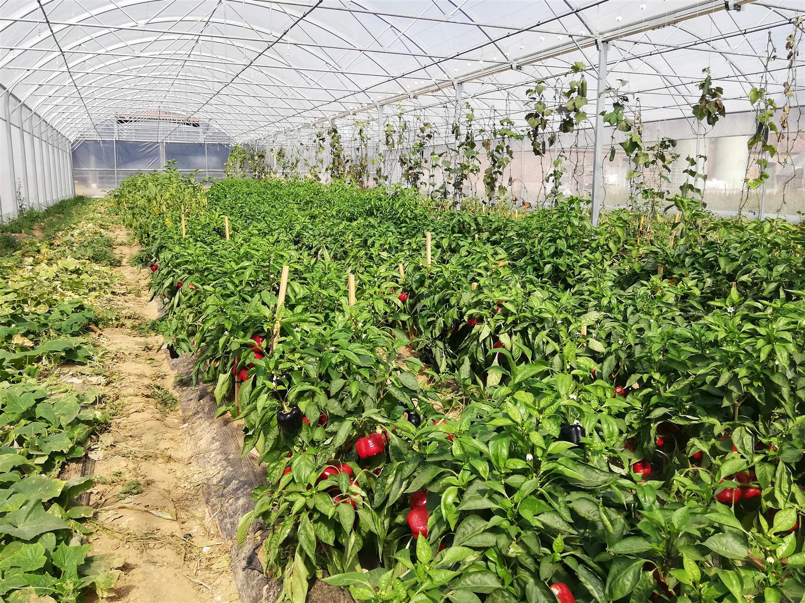 serres Ferme des Courtillets Nivillers