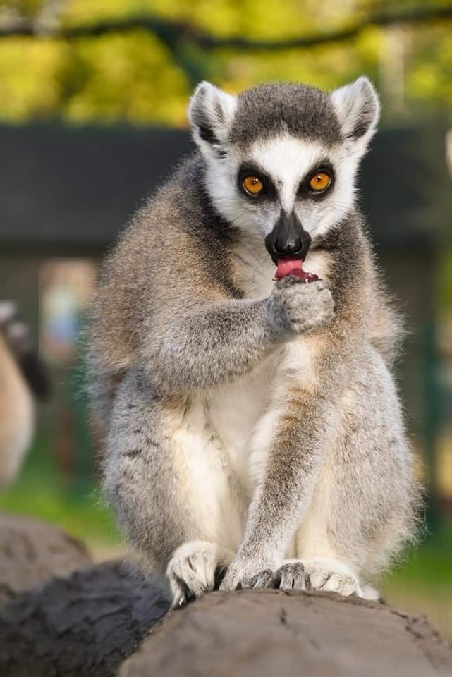 Parc Saint Léger - Parc Animalier