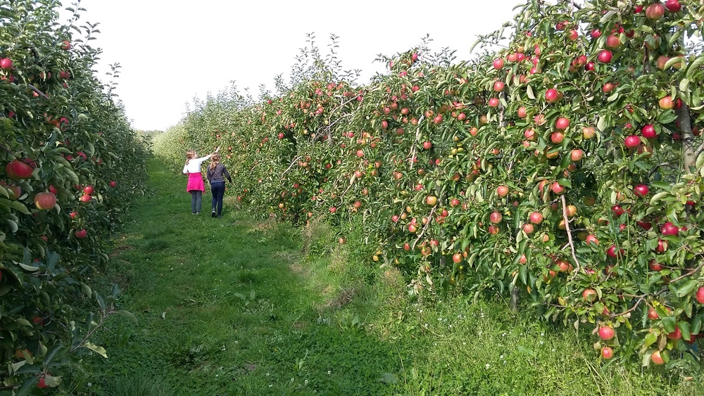 vergers petit marais